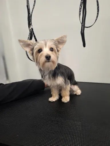 Metamorfoza Pupila - Salon pielęgnacji psów